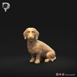 Dachshund-Miniature-Wire-Haired-Pose-06-Dog-3D-Print-10s.jpeg Dachshund Miniature Wire Haired Pose 06