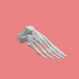 17.png SKELETON OF THE RIGHT FOOT 3D SEGMENTED