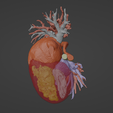 5.png 3D Model of Human Heart with Mirror Dextrocentric - generated from real patient