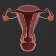 Captura-de-pantalla-2024-02-22-070911.png Female Reproductive Organs