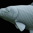 Carp-trophy-statue-42.png fish carp / Cyprinus carpio in motion trophy statue detailed texture for 3d printing