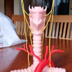 IMG-20231015-WA0006.jpg Larynx anatomical model
