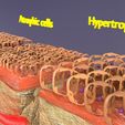 4.jpg adaptation epithelial cell changes normal to cancer Low-poly 3D model