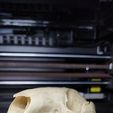 0.jpg Wallaby Skull