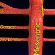 PS0055.jpg Human arterial system schematic 3D