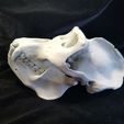 Gorilla1.jpg HIGH RESOLUTION REPLICA SCAN GORILLA SKULL FULL SIZE