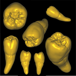 Lower-Premolar.png Fichier STL Anatomie dentaire de la deuxième prémolaire inférieure・Modèle pour impression 3D à télécharger