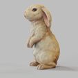Bunny-Standing.1652.jpg Bunny Rabbit Standing Pose- TOOLS ,GARDENING Series