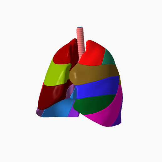 2.png Lower respiratory tract Lung 3D SEGMENTED in 19 PARTS