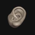 6.jpg Human ear
