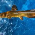 6.jpg CATFISH WATER RIVER OCEAN SEA ANIMAL Anatomy FISH Pike 3