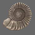 02.png Giant ammonites