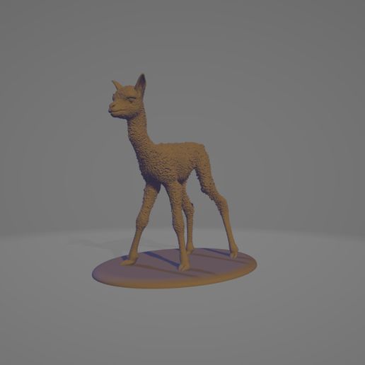 baby-2.jpg Baby Alpaka