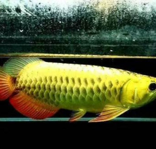 arowana