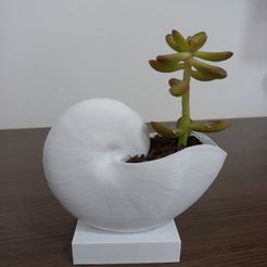 20230819_172650.jpg Seashell vase