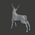 stag 3.png Stag Trophy