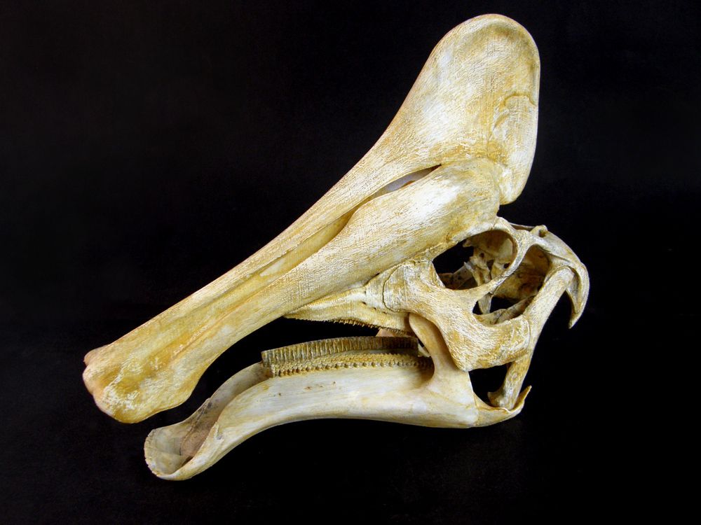 Amuro01.jpg Fichier STL Amurosaurus : Crâne de dinosaure・Design imprimable en 3D à télécharger, LordTrilobite