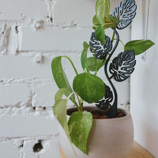 monstera peru full grown Medium Monstera Peru – Dahing Plants