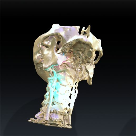 5.jpg SKULL THROAT ANATOMY Human Skeleton BONES NECK DK