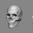 SKULLS.jpg Anatomy Male Skull 1/2 Size