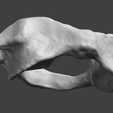 4.png Human Atlas Vertebra (C1)