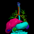 17.png 3D Model of Cardiovascular System, Thorax and Abdomen