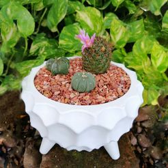 dahlia5.jpg STL file Dahlia Flower Pot・3D printing model to download