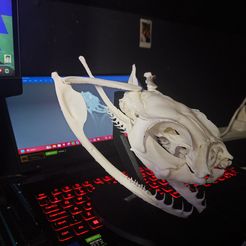 Gaboon Viper Snake Skull