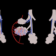 Bronchioles_Diffuse_Color.png 3D file Bronchioles and Alveoli Anatomy・Model to download and 3D print