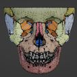 9.png 3D Model of Skull and Skull Bones