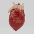 Corazon2B.jpg Human Heart model