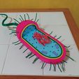 IMG_20210828_101305.jpg Prokaryotic Cell