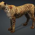 00WWWW.jpg DOWNLOAD Cheetah 3d model - animated for blender-fbx-unity-maya-unreal-c4d-3ds max - 3D printing Cheetah - LEOPARD - RAPTOR - PREDATOR - CAT - FELINE
