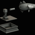 coalfish-open-mouth-statue-box-80.png COALFISH / POLLACHIUS VIRENS trophy with storage space for 3d printing