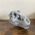 T rex skull