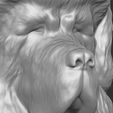 16.jpg Tibetan Mastiff dog head for 3D printing