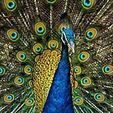 Peacock_Plumage.jpg Peacock Peafowl Buddha w/Tail (Animal Collection)