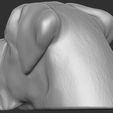 9.jpg English Mastiff head for 3D printing