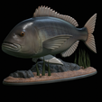 Dentex-statue-1-2.png fish Common dentex / dentex dentex statue underwater detailed texture for 3d printing
