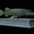 Pike-statue-8.png fish Northern pike / Esox lucius statue detailed texture for 3d printing
