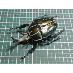 DSC05017Rr.jpg Бесплатный STL файл Mecynorhina polyphemus・Модель 3D-принтера для скачивания