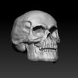 Skull-model-THREE-QUARTER.jpg Skull of Human 3D Model