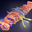 centralnervoussystemcortexlimbicbasalgangliastemcerebel3dmodelblend9.jpg Central nervous system cortex limbic basal ganglia stem cerebel 3D model