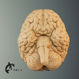 9.png Brain Anatomy STL for Education