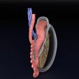testis-anatomy-histology-3d-model-blend-30.jpg testis anatomy histology 3D model