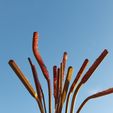 20230114_164128.jpg make a drosera capesis carnivorous plat