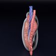 testis-anatomy-histology-3d-model-blend-29.jpg testis anatomy histology 3D model