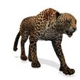 U.jpg DOWNLOAD Cheetah 3d model - animated for blender-fbx-unity-maya-unreal-c4d-3ds max - 3D printing Cheetah - LEOPARD - RAPTOR - PREDATOR - CAT - FELINE