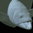 zander-head-trophy-33.png fish head trophy zander / pikeperch / Sander lucioperca open mouth statue detailed texture for 3d printing