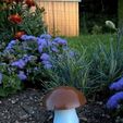 Capture.JPG Mushroom Bolet, Girolle